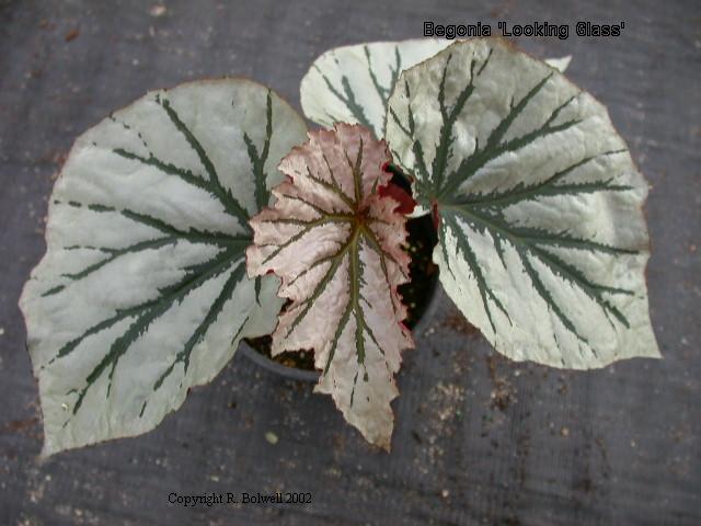 B. ‘Looking Glass’